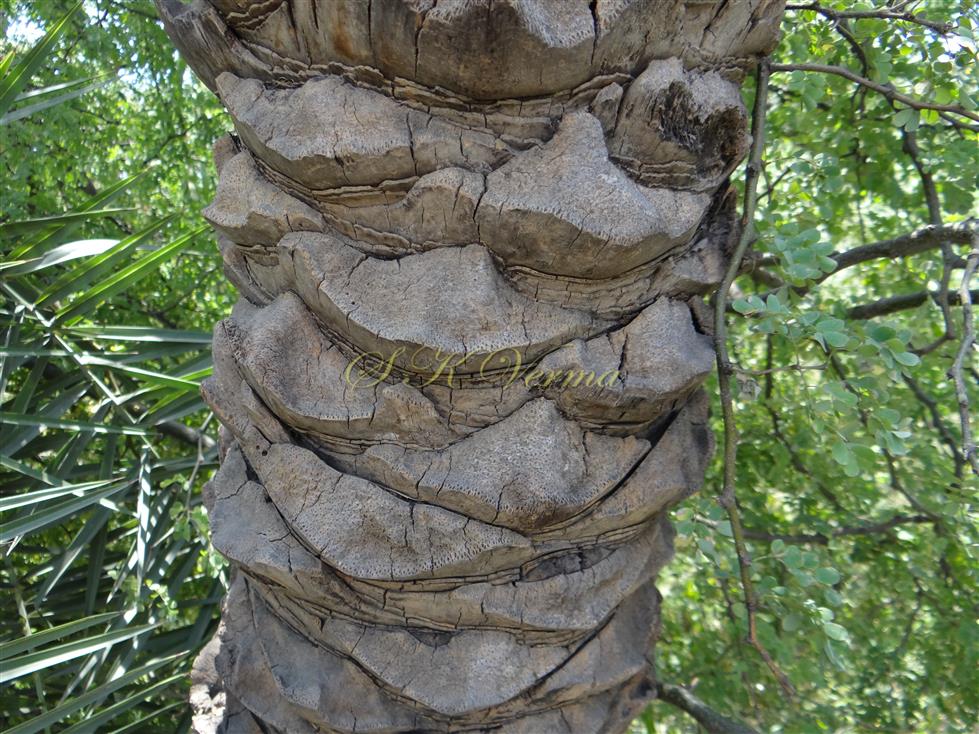  Stem